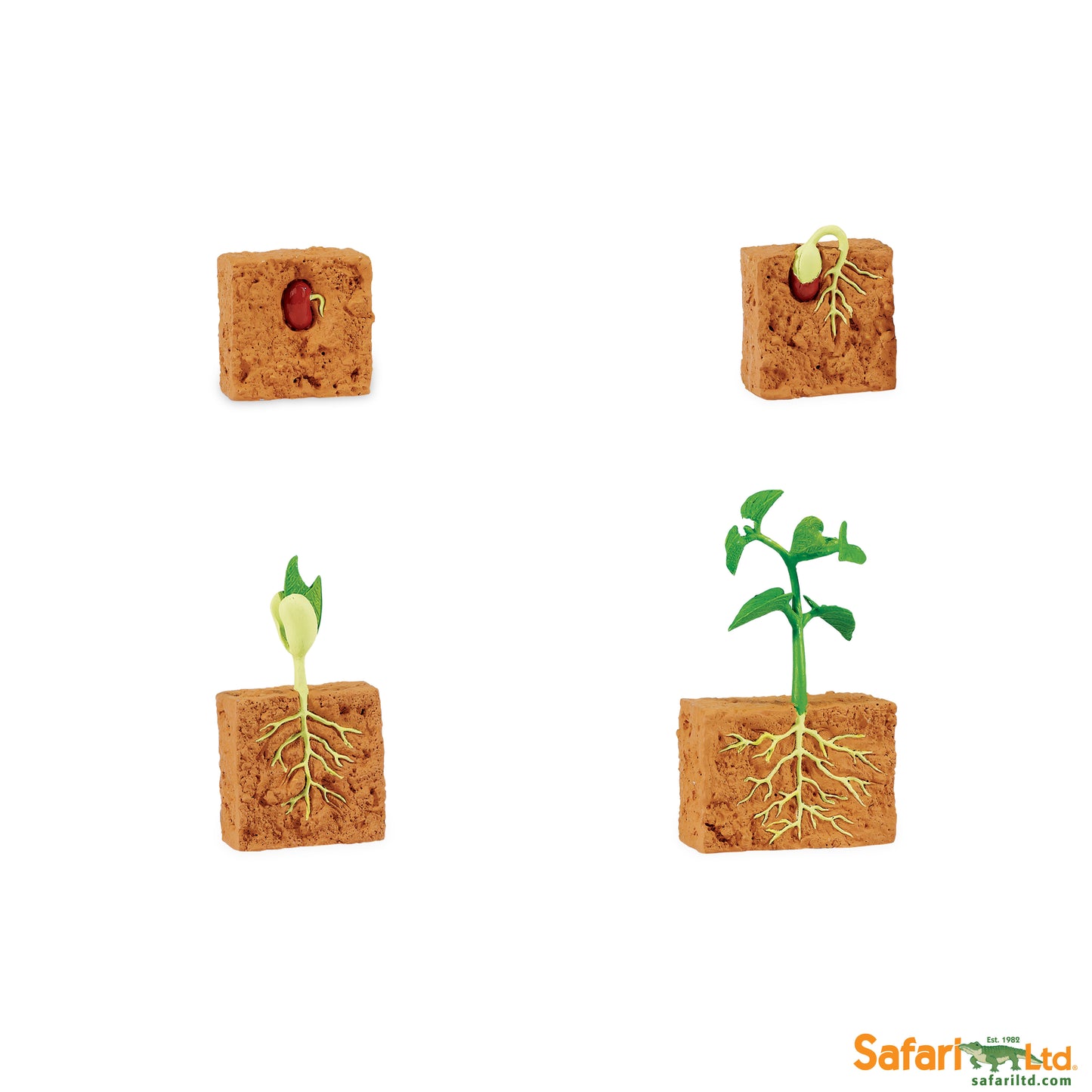 Cycle de vie d'une plante de haricot vert